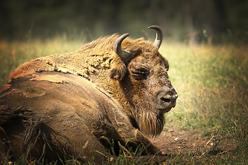 Image showing large european bison resting on ground