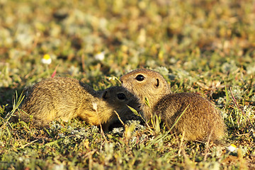 Image showing ground squirrels brothers 