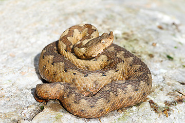 Image showing nose horned adder on rock