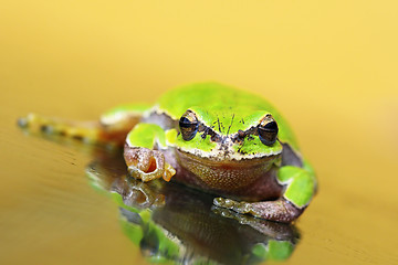 Image showing green tree frog on glass