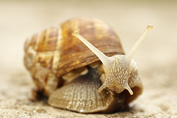 Image showing garden common snail closeup