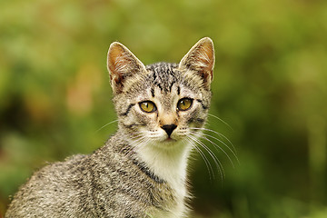 Image showing cute kitten portrait