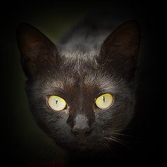 Image showing abstract portrait of black cat