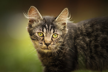 Image showing portrait of fluffy young domestic cat