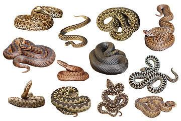 Image showing collection of isolated european venomous snakes