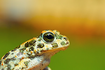 Image showing portrait of cute young green toad