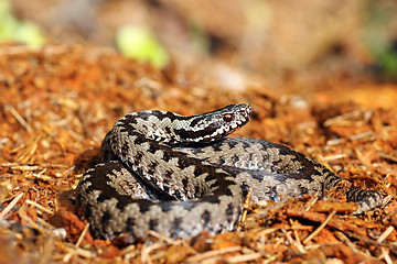 Image showing beautiful common adder on forest ground