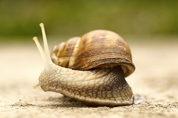 Image showing close up of a snail