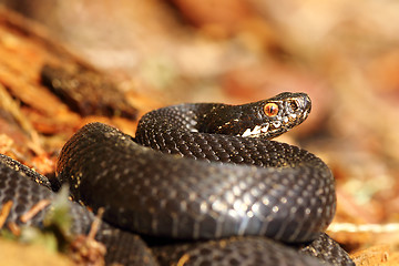 Image showing melanistic female common adder