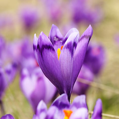 Image showing wild spring purple crocus
