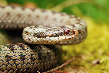 Image showing portrait of Vipera berus