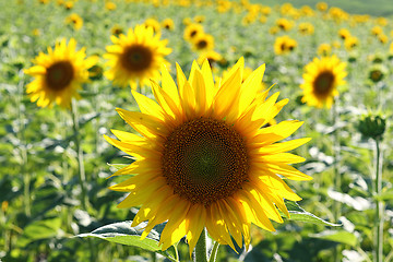 Image showing closeup of common sunflower