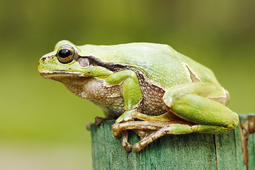 Image showing beautiful green tree frog close-up