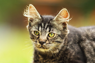 Image showing curious kitten face