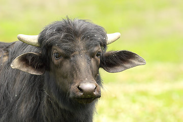 Image showing black water buffalo portrait