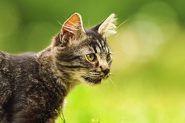 Image showing cute kitten portrait in the garden