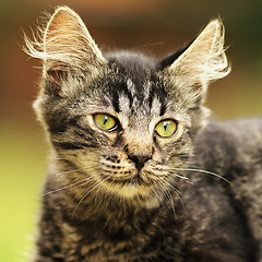Image showing cute striped kitten portrait