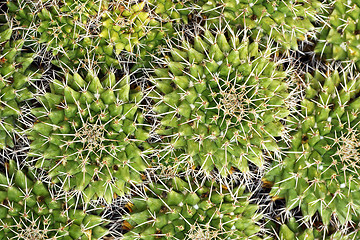 Image showing textural image of cactuses
