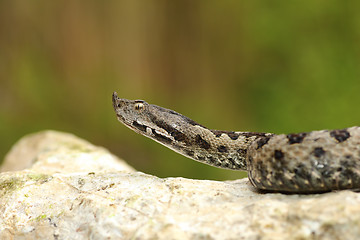 Image showing european venomous adder creeping on stone