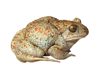 Image showing garlic toad on white background