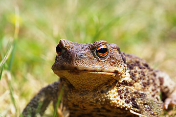 Image showing portrait of ugly toad