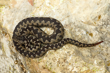 Image showing toxic european snake on stone