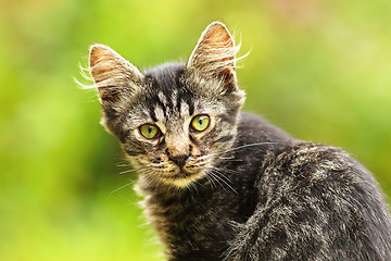 Image showing beautiful stripped kitten