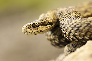 Image showing portrait of meadow viper in natural habitat