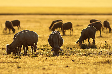 Image showing sheep herd grazing in colorful sunset light