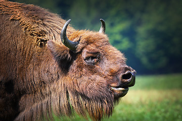 Image showing large male european bison portrait