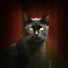 Image showing black cat looking at the camera