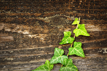 Image showing green ivy growing on wooden fence