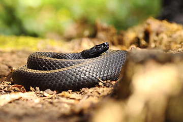 Image showing black snake on forest ground