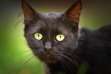 Image showing cute black cat face