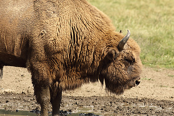 Image showing large male european bison