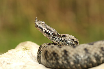 Image showing male venomous european snake in natural habitat