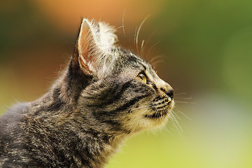 Image showing cute striped curious cat