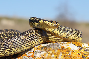 Image showing Elaphe sauromates ready to strike