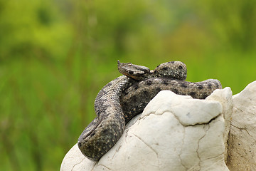 Image showing sand viper basking in natural habitat