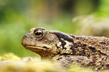 Image showing macro shot of toxic common brown toad