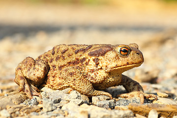 Image showing european common brown toad on the ground