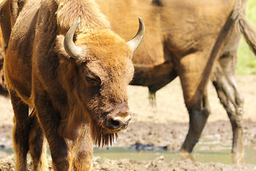Image showing european bison close up
