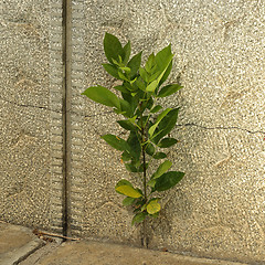 Image showing shrub growing on cracked concrete