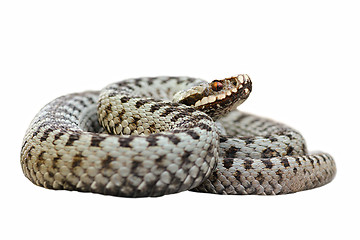 Image showing isolated male common crossed viper