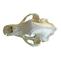 Image showing brown bear isolated cranium