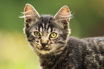 Image showing cute fluffy young cat portrait