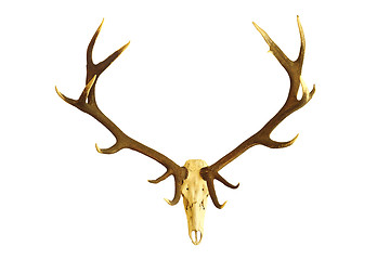 Image showing huge red deer buck skull