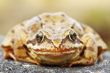 Image showing Rana temporaria portrait, abstract view