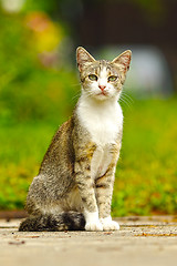 Image showing mottley domestic cat