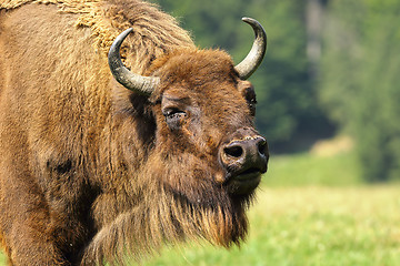 Image showing close-up of european bison